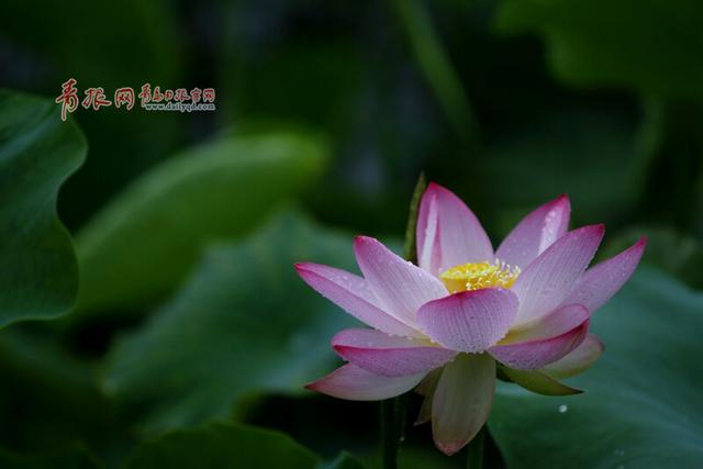 满塘素红碧 风起玉珠落!“夏雨荷”现身李村河