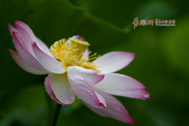 满塘素红碧 风起玉珠落!“夏雨荷”现身李村河