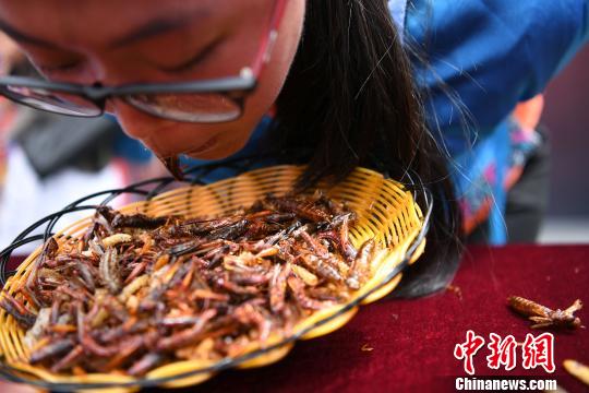 游客丽江5分钟狂吃2斤油炸昆虫 赢得金条(图)