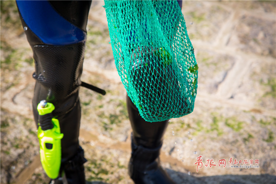 守卫大海 揭秘青岛海底清道夫的工作日常