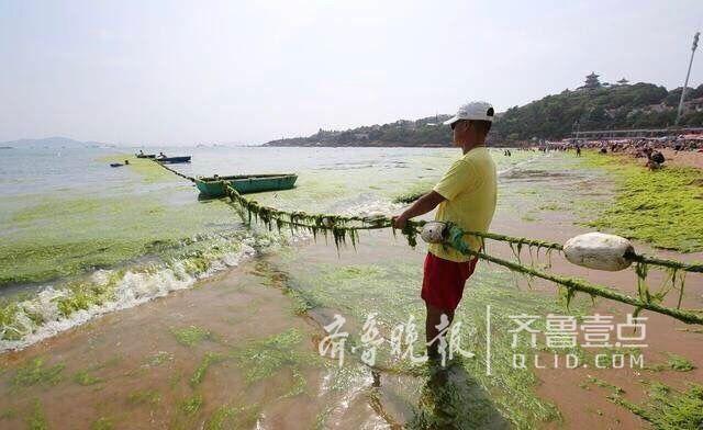 来青浒苔少了一半多 原是苏北养紫菜方式变了