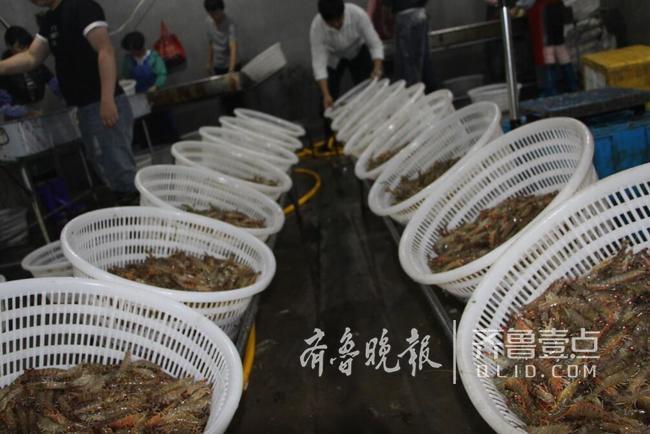每天10万斤对虾从即墨销往全国 八成销往南方