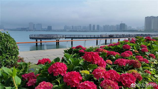 绣球花开忽成团 青岛夏花“派对”开始了 绣球花开忽成团 青岛夏花“派对”开始了