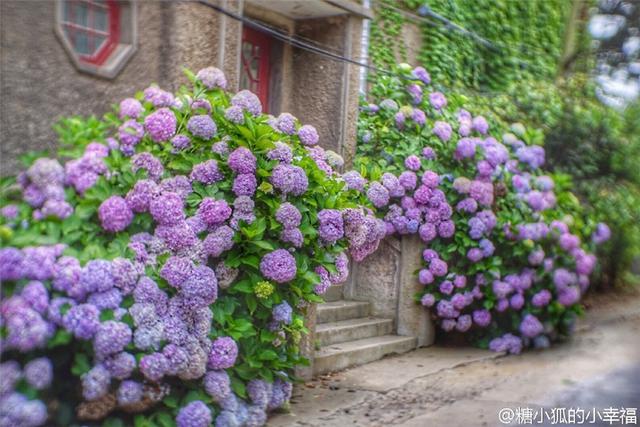 绣球花开忽成团 青岛夏花“派对”开始了 绣球花开忽成团 青岛夏花“派对”开始了