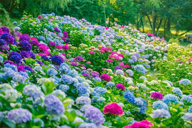 绣球花开忽成团 青岛夏花“派对”开始了 绣球花开忽成团 青岛夏花“派对”开始了