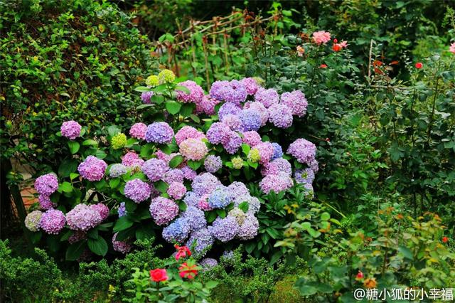 绣球花开忽成团 青岛夏花“派对”开始了 绣球花开忽成团 青岛夏花“派对”开始了