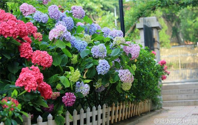 绣球花开忽成团 青岛夏花“派对”开始了 绣球花开忽成团 青岛夏花“派对”开始了