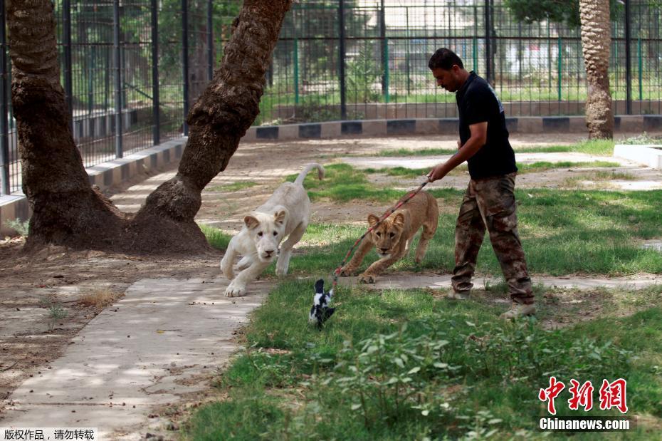 伊拉克饲养员与罕见白狮亲密无间 全球不过百只