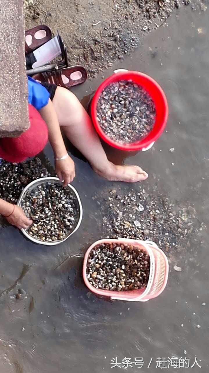 青岛海边滩涂处出现大量蛤蜊 市民一挖一麻袋