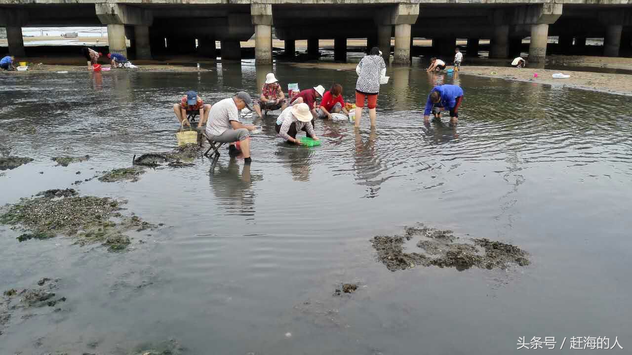 青岛海边滩涂处出现大量蛤蜊 市民一挖一麻袋