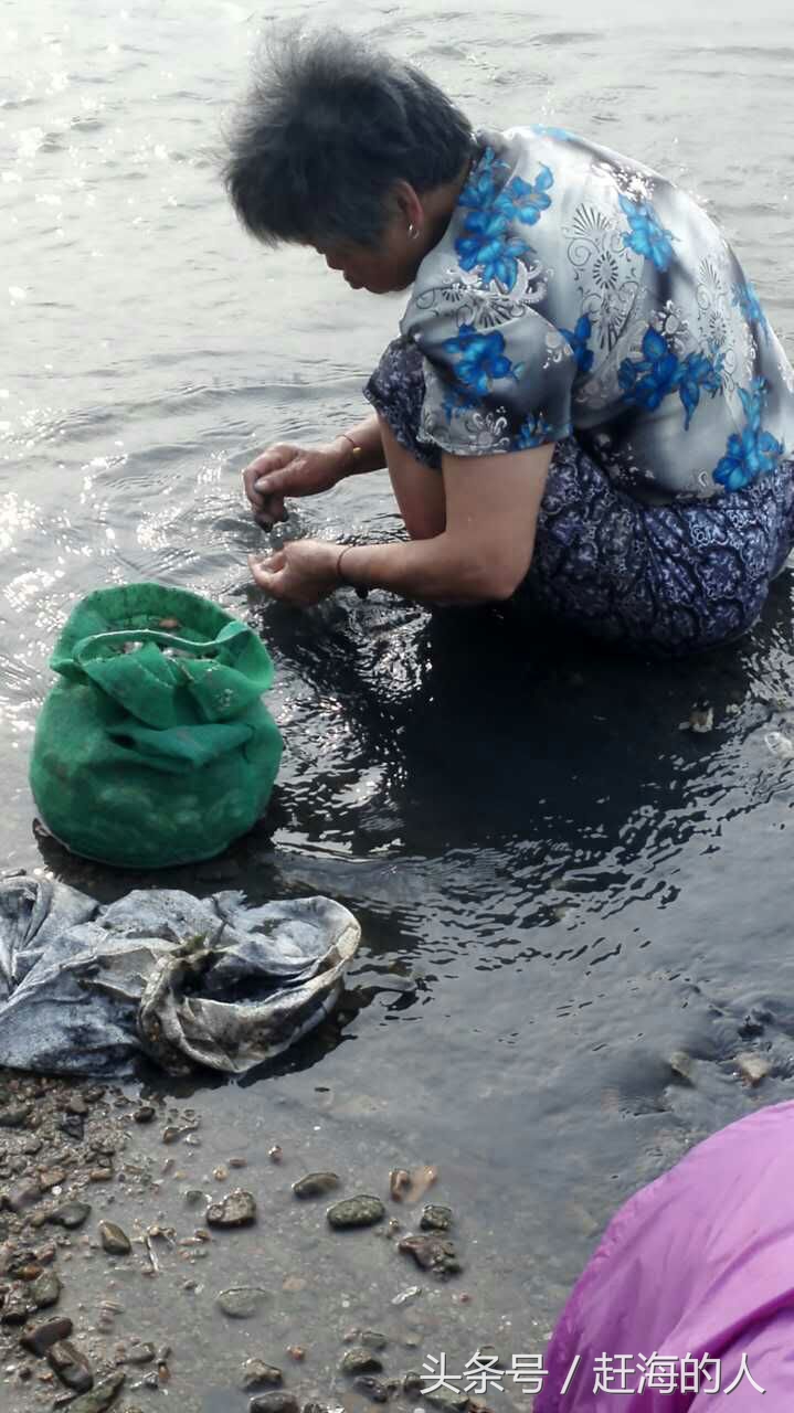 青岛海边滩涂处出现大量蛤蜊 市民一挖一麻袋