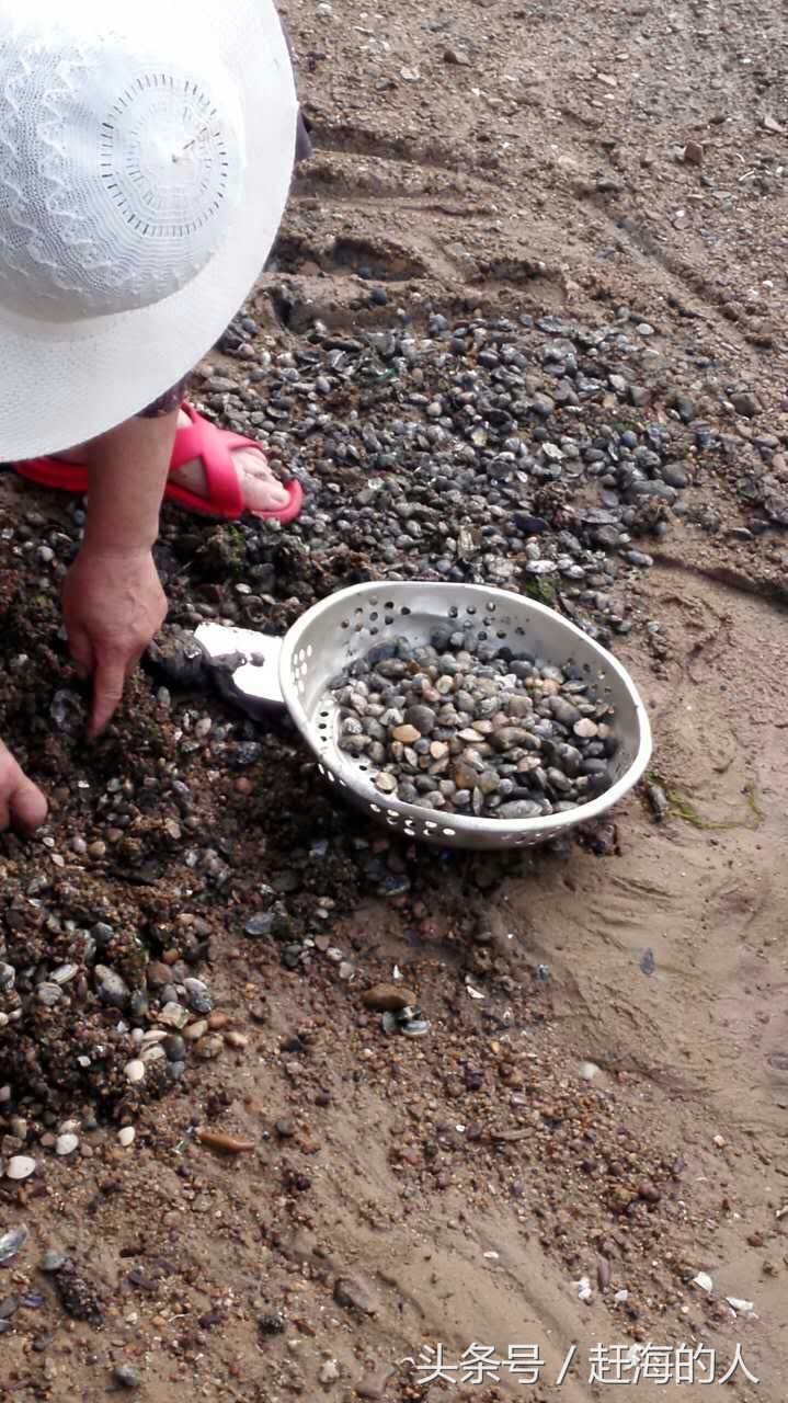 青岛海边滩涂处出现大量蛤蜊 市民一挖一麻袋