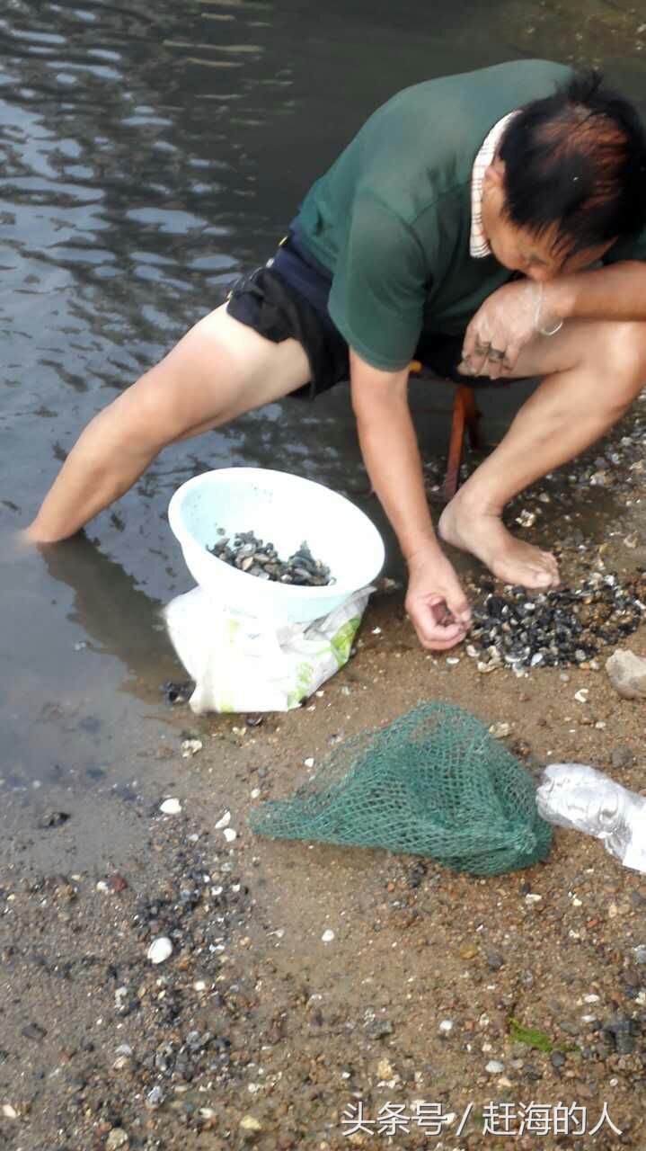 青岛海边滩涂处出现大量蛤蜊 市民一挖一麻袋