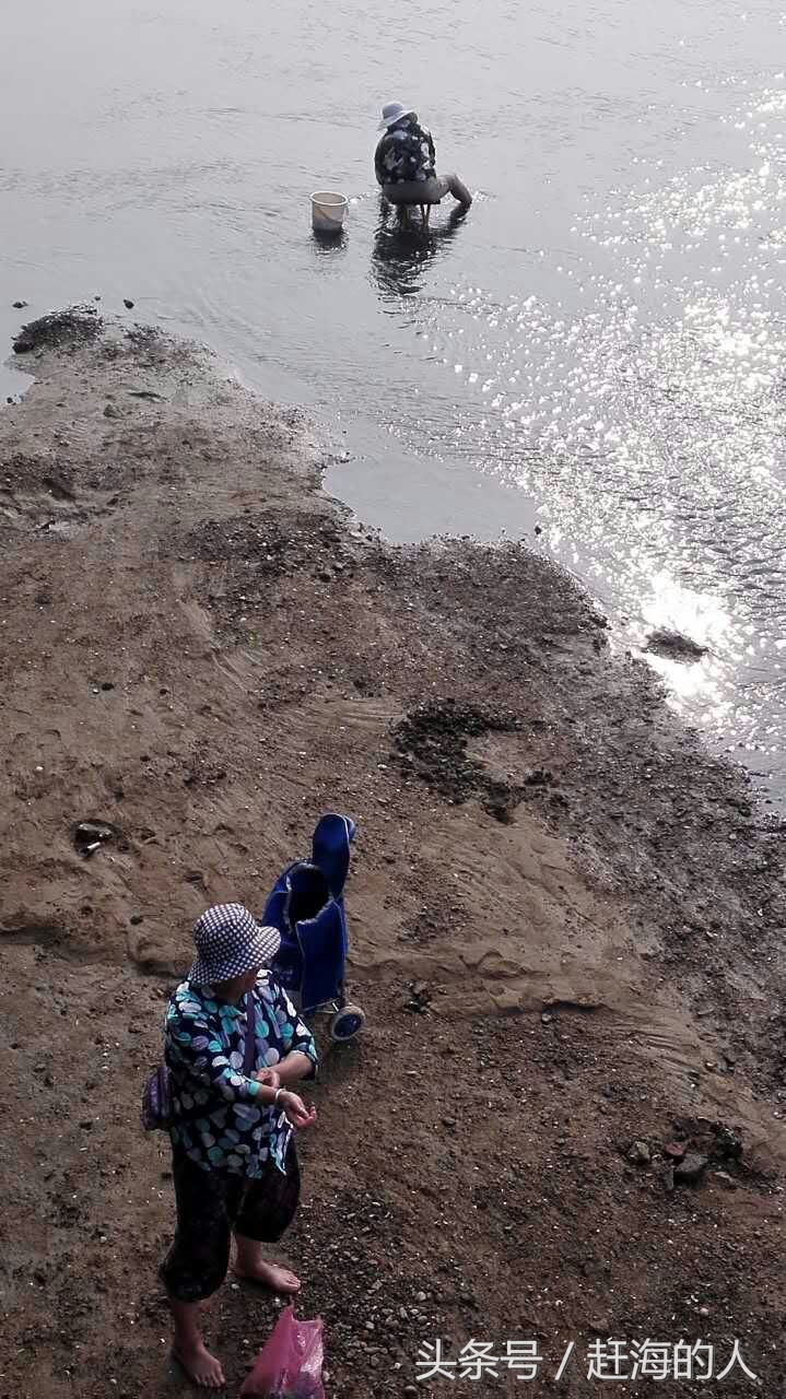 青岛海边滩涂处出现大量蛤蜊 市民一挖一麻袋