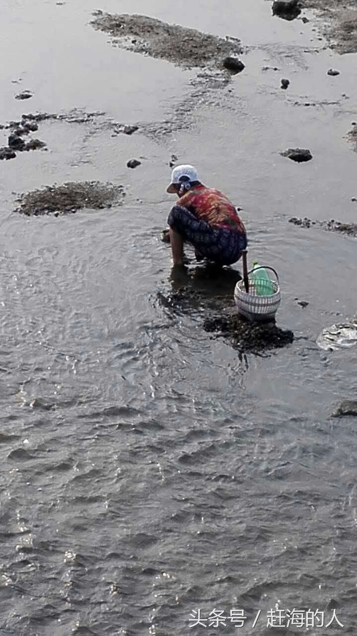 青岛海边滩涂处出现大量蛤蜊 市民一挖一麻袋