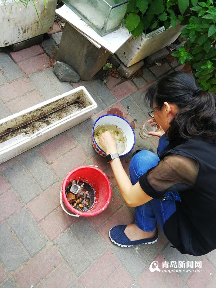 青岛本周集中灭蚊 一处小水沟藏700只蚊子幼虫