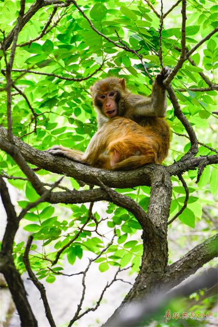 大王派我来巡山！崂顶惊现霸气野猴 逍遥自在