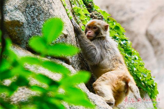 大王派我来巡山！崂顶惊现霸气野猴 逍遥自在