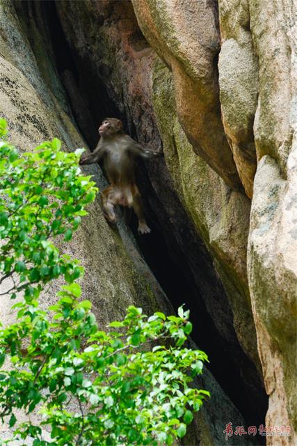 大王派我来巡山！崂顶惊现霸气野猴 逍遥自在