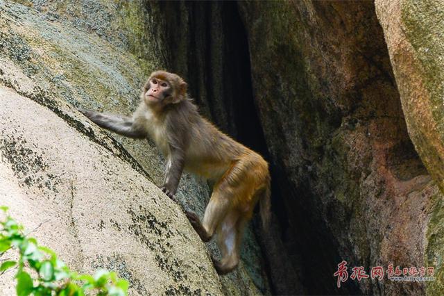 大王派我来巡山！崂顶惊现霸气野猴 逍遥自在