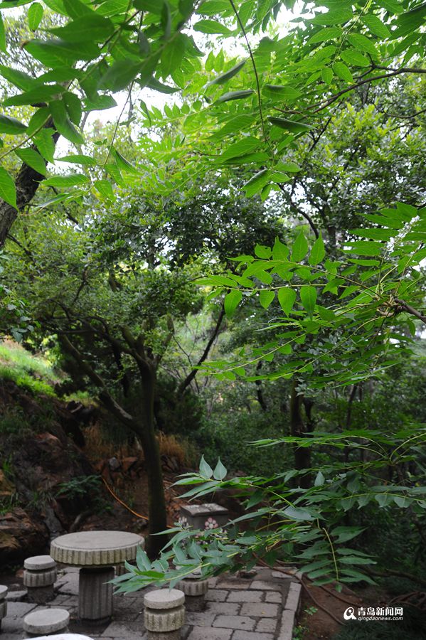 高清：晒信号山夏日美景 小山不高避暑一流