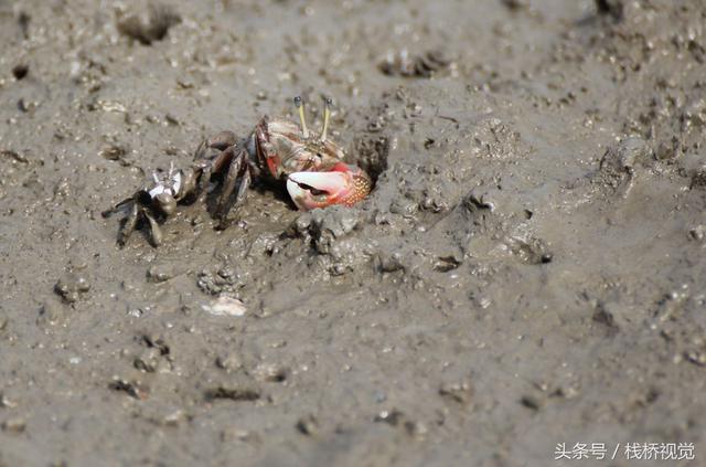 青岛胶州湾螃蟹大军集体出动 密密麻麻场面惊人