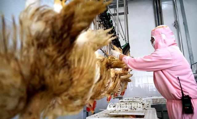 独家:揭秘德州扒鸡诞生始末 追寻透骨的老味道