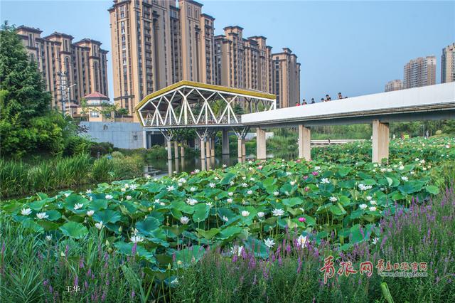 七月荷花季 李村河公园荷花满塘待君来