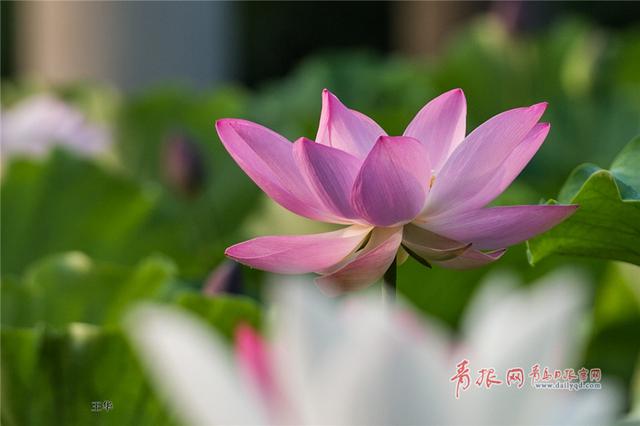 七月荷花季 李村河公园荷花满塘待君来