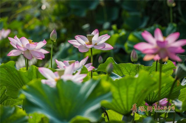 七月荷花季 李村河公园荷花满塘待君来