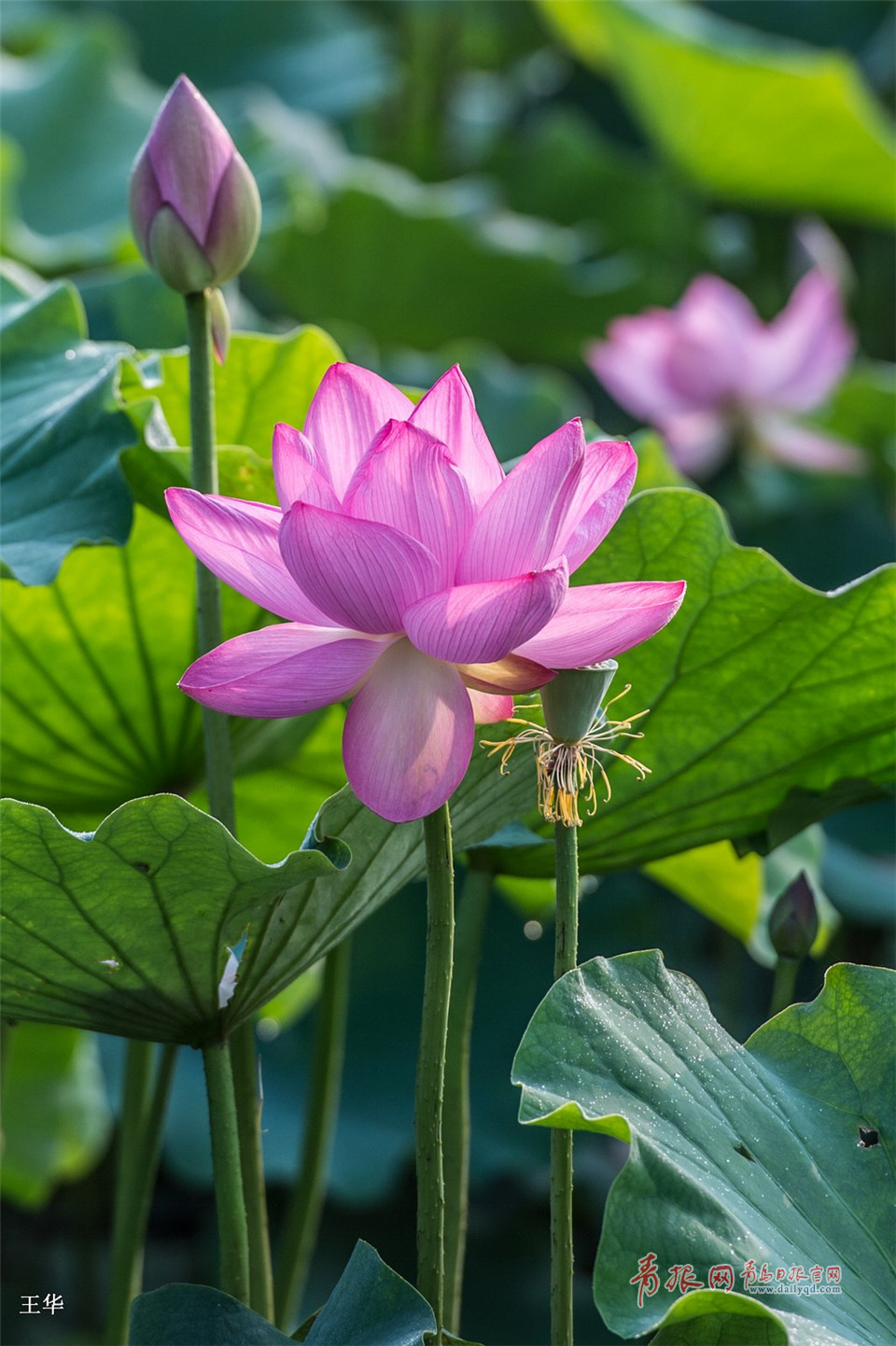 七月荷花季 李村河公园荷花满塘待君来