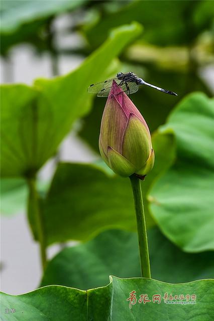 七月荷花季 李村河公园荷花满塘待君来