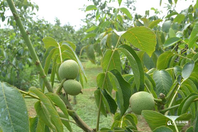 高清:实拍青岛最大核桃产地 绿色果实满枝头