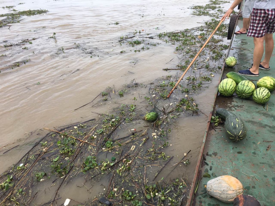 连续降雨后 一船民在江里捞出一堆瓜