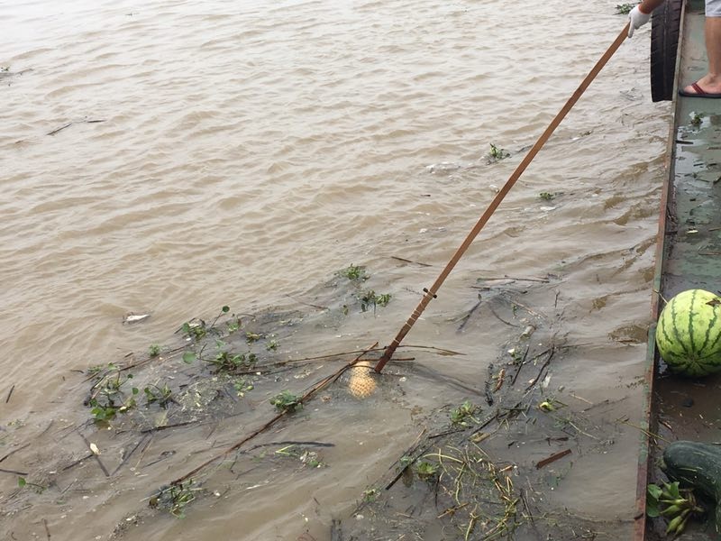 连续降雨后 一船民在江里捞出一堆瓜