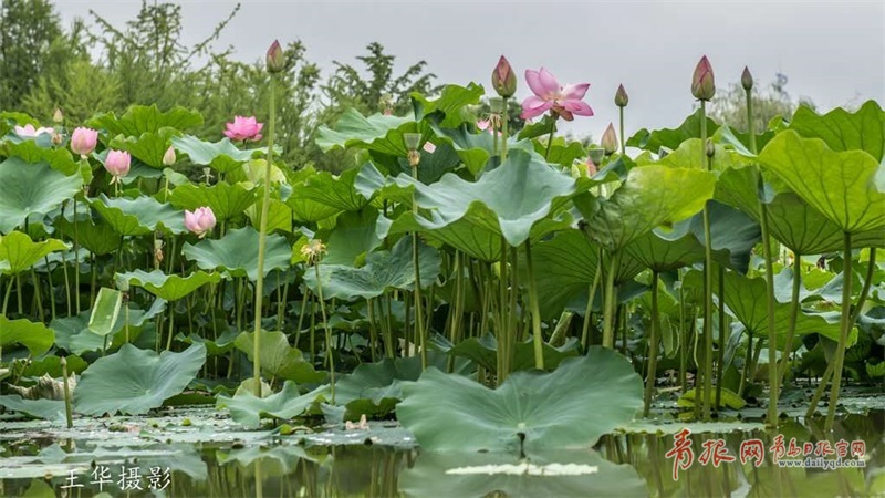 久旱逢甘霖！雨后青岛这些地方美成山水画