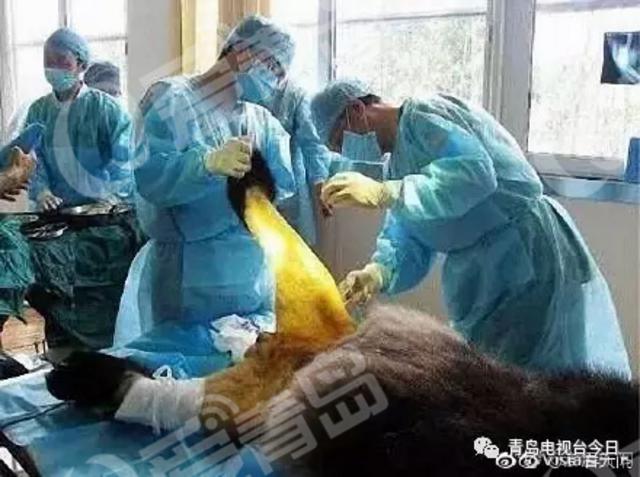 青岛“脱毛裤”大熊猫成网红 笑翻网友
