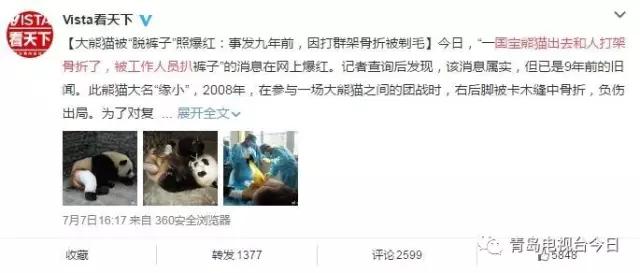 青岛“脱毛裤”大熊猫成网红 笑翻网友