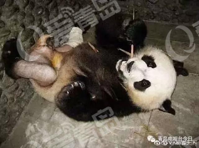 青岛“脱毛裤”大熊猫成网红 笑翻网友