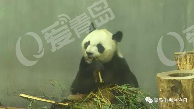 青岛“脱毛裤”大熊猫成网红 笑翻网友 青岛“脱毛裤”大熊猫成网红 笑翻网友