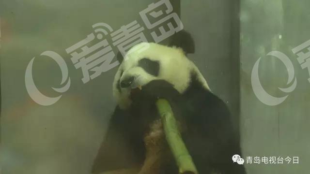 青岛“脱毛裤”大熊猫成网红 笑翻网友 青岛“脱毛裤”大熊猫成网红 笑翻网友