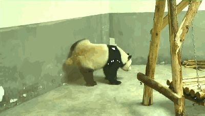 青岛“脱毛裤”大熊猫成网红 笑翻网友
