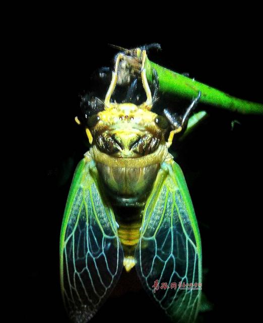 摄影师实拍金蝉脱壳全过程 你不知道的节流龟 摄影师实拍金蝉脱壳全过程 你不知道的节流龟