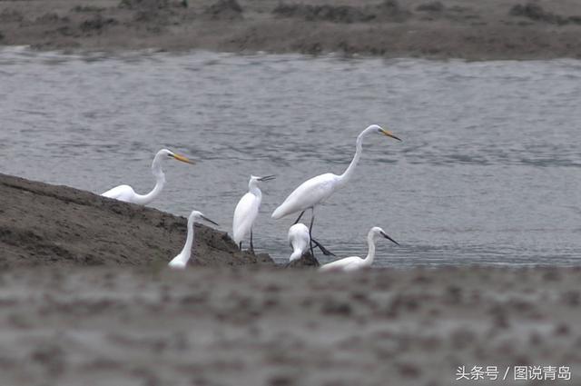 青岛入海口湿地再迎稀客 黄嘴白鹭现身