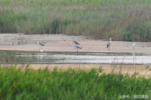 青岛入海口湿地再迎稀客 黄嘴白鹭现身