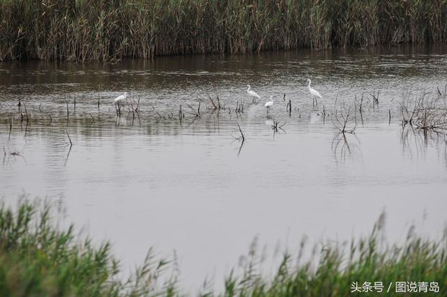 青岛入海口湿地再迎稀客 黄嘴白鹭现身