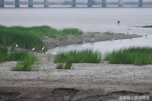 青岛入海口湿地再迎稀客 黄嘴白鹭现身