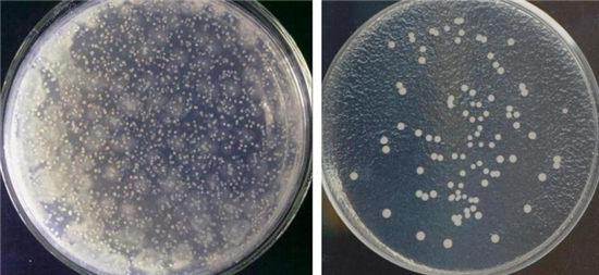 上图为：消毒前(左)后(右)菌落总数测定示意图(每100平方厘米)。
