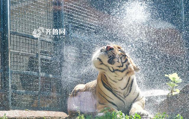 三伏天暴晒模式 青岛海边游客'下饺子