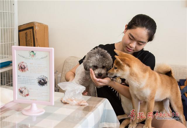 青岛这个咖啡馆有11只“汪星人”